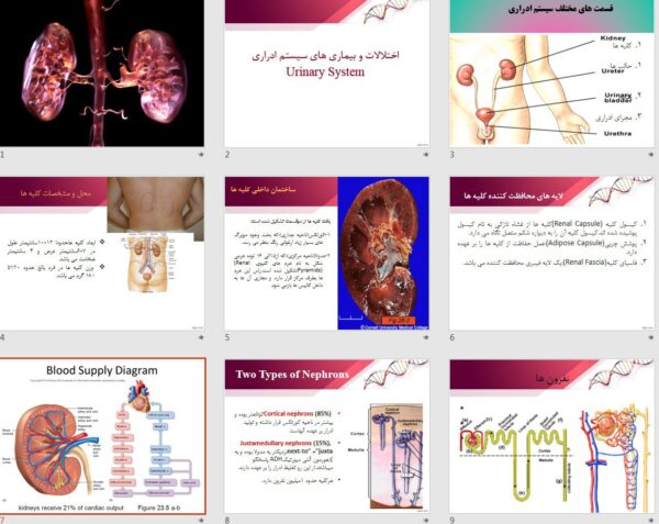 پاورپوینت پرستاری اختلالات سیستم ادراری - تصویر 2